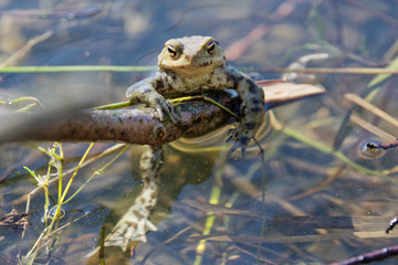 Common toad (Bufo bufo) in a nature