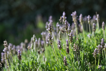 A walk at Bethlehem of Galilee