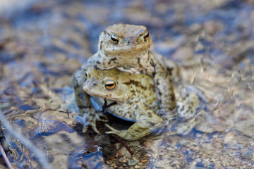 Common toad (Bufo bufo) in a nature