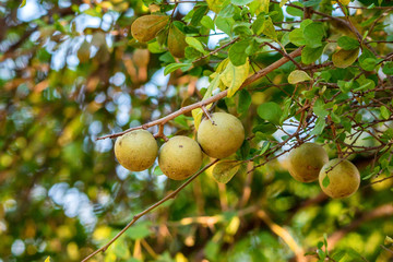 Limonia acidissima tree with fruit