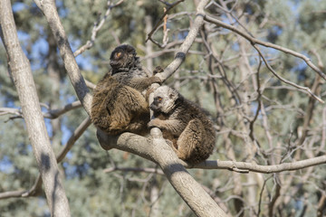 Lemur de Cara Blanca o White Fronted Lemur