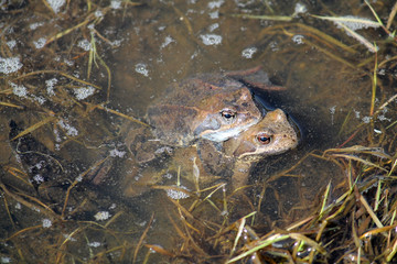 Pair of European common brown frogs (Rana temporaria) in amplexus