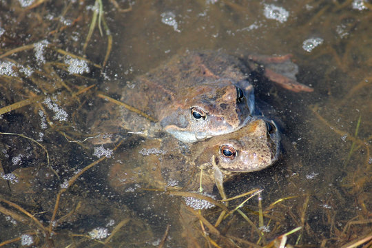 Pair of European common brown frogs (Rana temporaria) in amplexus