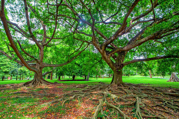 Big tree in Royal Gardens of Peradenia