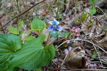 アメリカスミレサイシン 淡色種