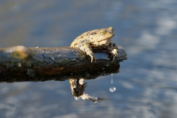 Common toad (Bufo bufo) in a nature