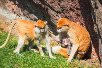 Taking care of two juveniles of African Patas monkeys by their mother
