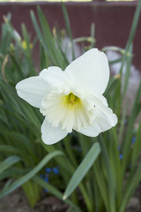 Naklejka na ściany i meble Closeup of a white daffodil