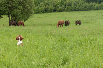 Dog watching horses. Young welsh springer spaniel sitting in the grass looking at horses. Funny moment from dog's life. Curious puppy with horses.