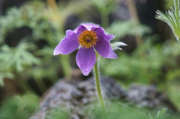 プルサティラ　ブルガリス