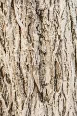 Fototapeta premium the texture of bark, old tree bark painted with lime, close-up abstract background