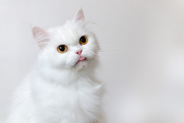 Cute white persian cat sticking tongue with white background.