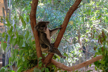 A Koala sleeping in a Gumtree in Australia