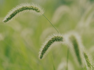 Obraz premium ふんわり感漂うエノコログサ