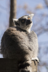 Fototapeta premium Lemur de Cola Anillada