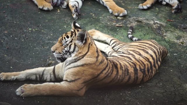 slow motion of bengal tiger