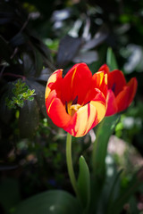 Tulip close up