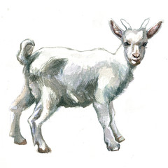White goat