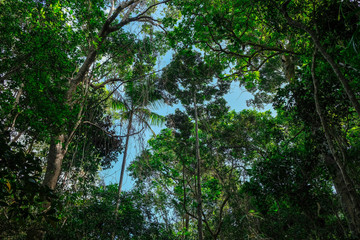 Fototapeta premium Look Up