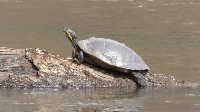 Georgia, Sweetwater Creek Park, A painted turtle on a log in Sweetwater Creek
