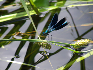 the dragonfly sits on the plant above the water