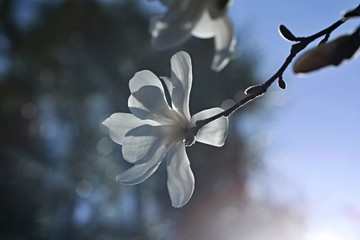 Spring white blossom of magnolia tree in a garden, backlit by sun, sunny day, backlight, green leaves, sprouts, ray of light, blurry background, peaceful atmosphere, happy mood