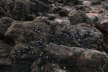 Mussels on Rosemarkie Beach, Scotland