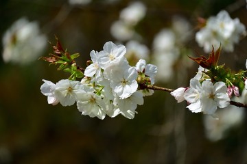 大きな花弁(はなびら)のサクラ