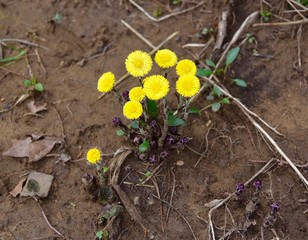 Bright yellow flowers of a coltsfoot plant on a forest floor.