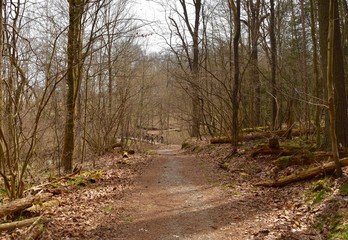 A hiking trail through a forest in spring.