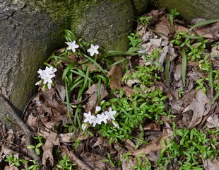 A group of white and pink spring beauty flowers in a spring woods.