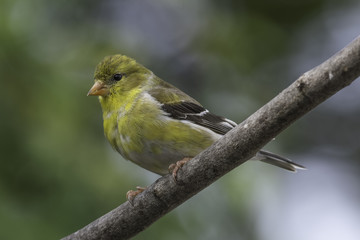 Putting On Breeding Colors