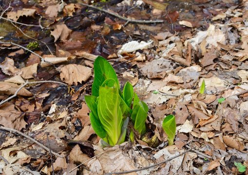 Fresh young leaves of an emerging skunk cabbage plant in spring.