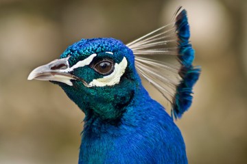 indian peafowl with a blurred background