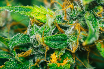 marijuana cbd thc. bud cannabis, Concepts of legalizing medicinal herbs weed, Macro shot with sugar...