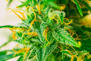 buds cannabis grown in the house before harvest. concepts of grow and use of marijuana cbd thc...