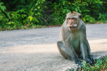 Monkey sitting on the road. Thailand.