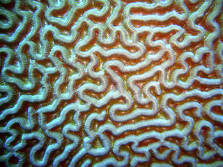Brain Coral Closeup