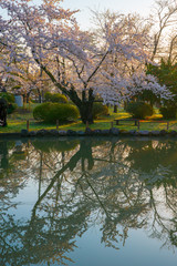 村松公園の桜