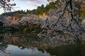 Fototapeta na wymiar 村松公園の桜