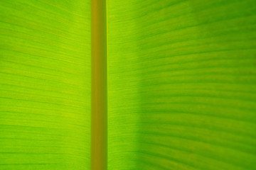 Green leaves natural background  wallpaper, leaf texture, green leaves wall background