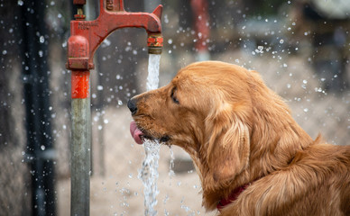 Thirsty Golden Retriever