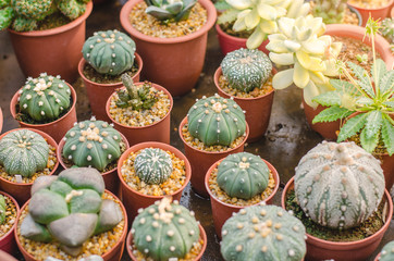 Fototapeta na wymiar Cactus astrophytum asterias in cactus pots in the house plant with sun light flare.