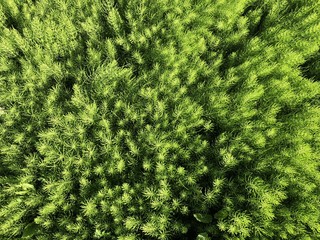 Green Background (Equisetum arvense)