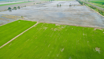Aerial  view from flying drone of  Field rice  with landscape green pattern nature background / top view field rice