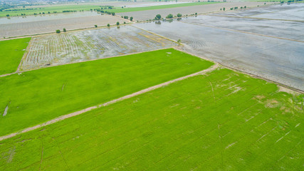 Fototapeta premium Aerial view from flying drone of Field rice with landscape green pattern nature background / top view field rice