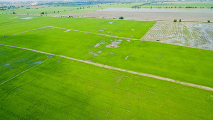 Aerial  view from flying drone of  Field rice  with landscape green pattern nature background / top view field rice