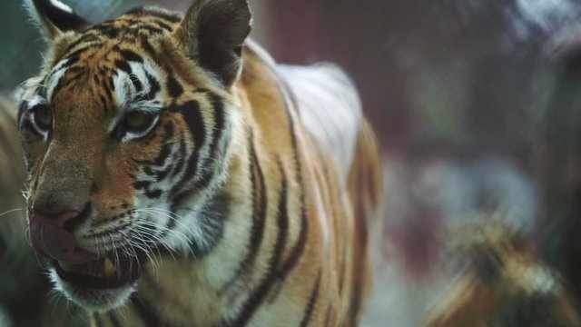 slow motion of bengal tiger