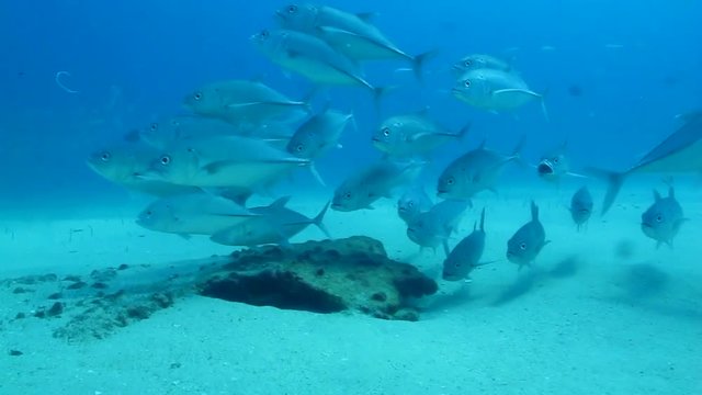 Big eye Trevally Jack, (Caranx sexfasciatus) Forming a polarized school or bait ball. Cabo Pulmo National Park, Cousteau once named it The world's aquarium. Baja California Sur,Mexico.