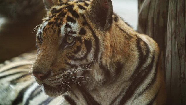 bengal tiger resting
